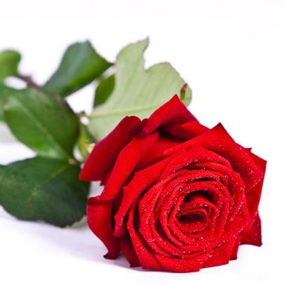 Delivery Red Naomi Roses in Milan  Same Day Flowers Delivery 